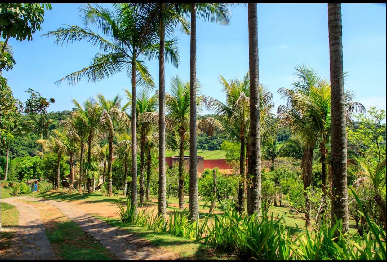 Caminho de pedras entre palmeiras imperiais, com a casa ao fundo